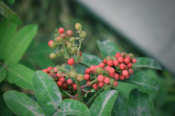Flor roja silvestre y hojas verdes