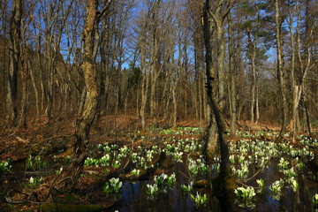 西和賀町　森に咲く水芭蕉
