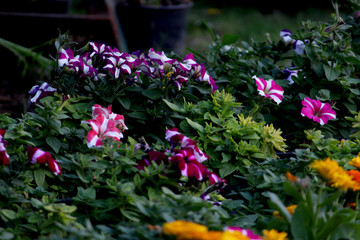 Fototapeta na wymiar Purple flower decoration plant with colorful winter flowers