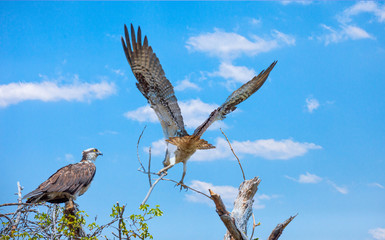Osprey is a large fish-eating bird of prey with long narrow wings