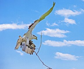 Osprey is a large fish-eating bird of prey with long narrow wings