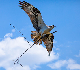 Osprey is a large fish-eating bird of prey with long narrow wings