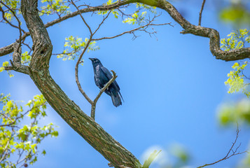 Crow