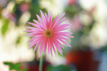 gerbera blooms beautifully