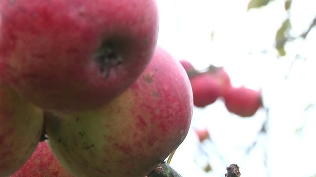 Apples growing on a tree in England UK