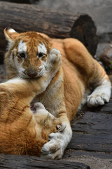 Tiger which is the strongest in the feline family