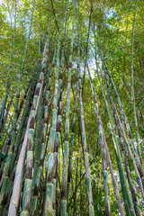 Fototapeta na wymiar Nice bamboo trees scenery along the pathway