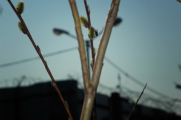 willow blossomed in the spring
