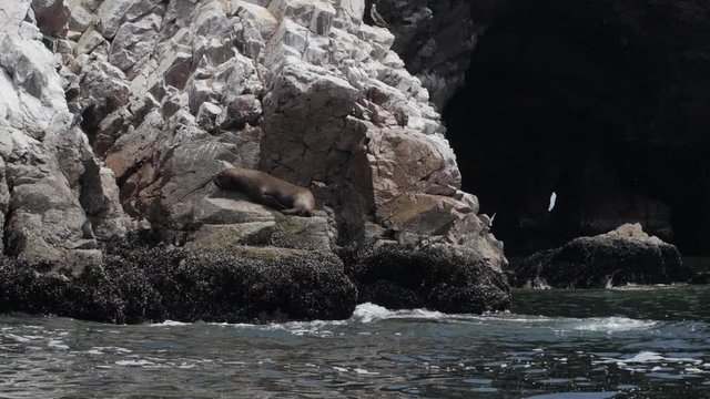 Sea lion resting on a cliff in Paracas Peru