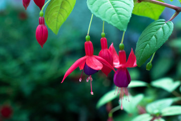 red and yellow flower