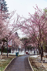 Flying snow in April, flowers and snowflakes compete for beauty in Changchun City, China