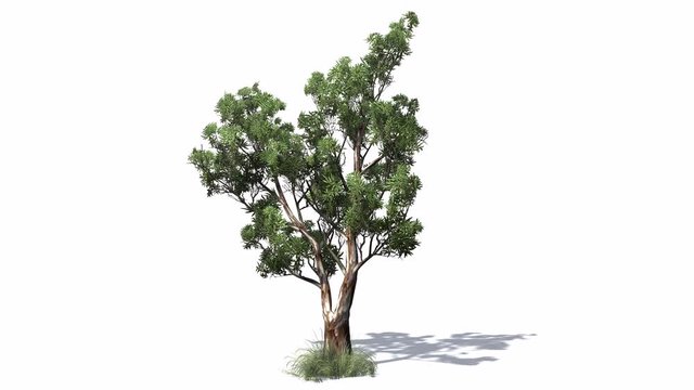 3D animated Red Gum tree with wind effect and shadows on white background