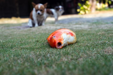 Dead fish