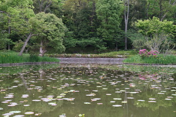 池のある庭園(鎌倉鶴岡八幡宮源平池）