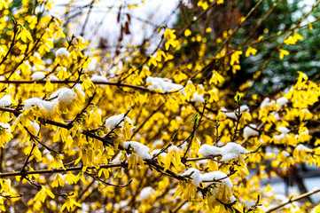 Flying snow in April, flowers and snowflakes compete for beauty in Changchun City, China