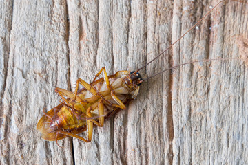 Close up of a cockroach on the wooden table. A dead cockroach in the kitchen.