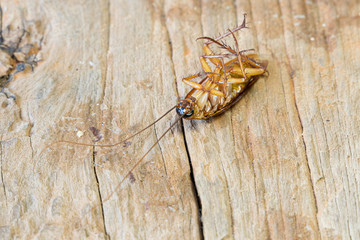 Close up of a cockroach on the wooden table. A dead cockroach in the kitchen.