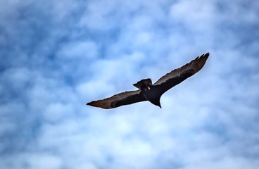 Osprey in Flight, bird, sky, eagle, soaring, nature, wildlife, flying