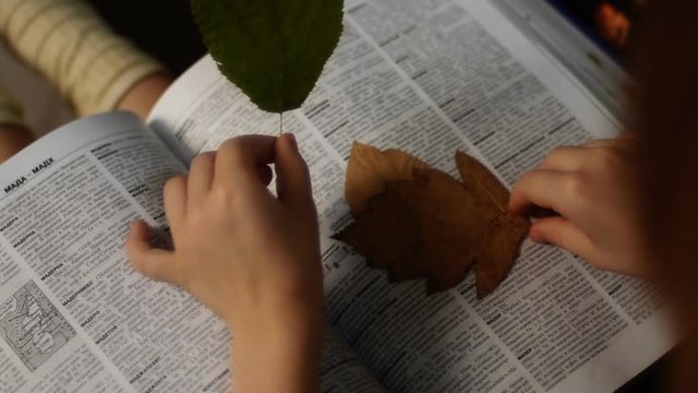 Little girl with herbarium