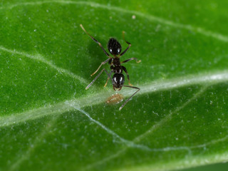 Macro Photo of Tiny Black Garden Ant on Green Leaf