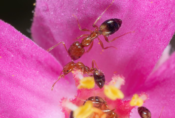 Macro Photo of Group of Tiny Ants on Pink Petal Flower