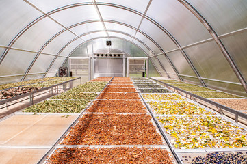 Colourful herbs in Solar dryer greenhouse for drying food and agriculture products