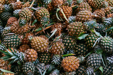 Lot's of pineapples in a harvest season