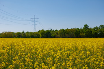 Selected focus, outdoor sunny landscape view of Yellow rapeseed blossom field in spring or summer season against blue sky and blur background of high voltage tower and cable.
