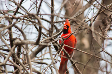 Cardinal Chirping while Standing on a Branch