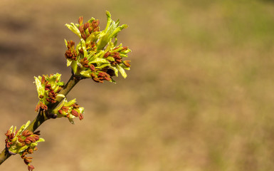 Tree branch with green buds close up on a blurry background