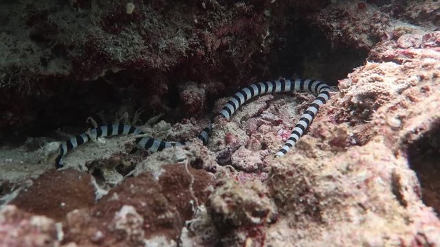 Most poison snake in the world. Banded sea krait