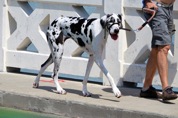 Great Dane Out for a Walk on a Sunday morning 