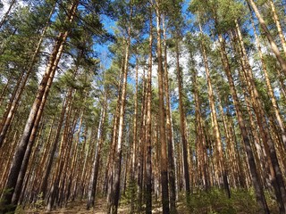 Green pine trees in the forest