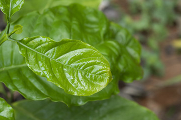 The shiny surface of the leaf just spring, Green bush leaf of young Robusta coffee tree planted