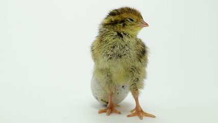 New born nestling quail just after hatching, it is a rare yellow strain of domesticated quails