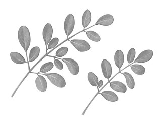 Moringa Leaf Hand Drawn Pencil Illustration Isolated on White with Clipping Path