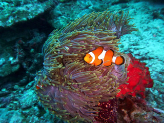 Fototapeta na wymiar A clownfish swims in front of an anemone underwater