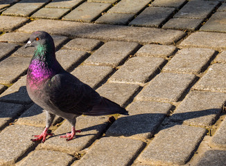 pigeon on the street
