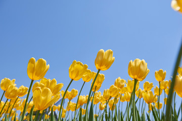 yellow tulip against blue sky