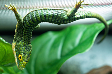 Abronia Gramina Mexican Alligator Lizard