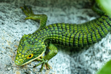 Abronia Gramina Mexican Alligator Lizard