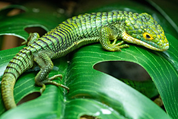 Abronia Gramina Mexican Alligator Lizard
