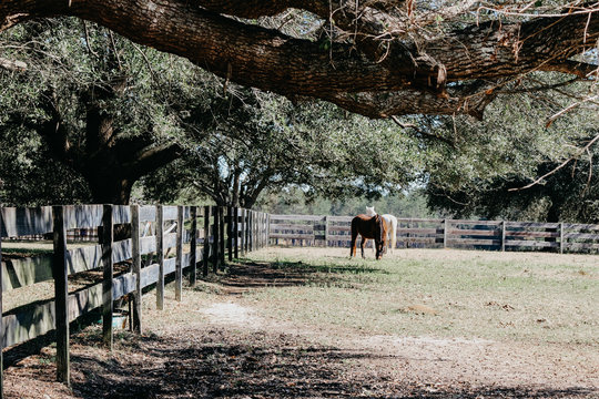 Landscape in South Georgia with Horses