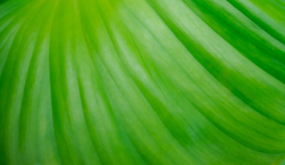 green leaf background