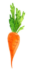  Children’s illustration orange carrots with green watercolor ponytail. Clipart vegetables on a white background.