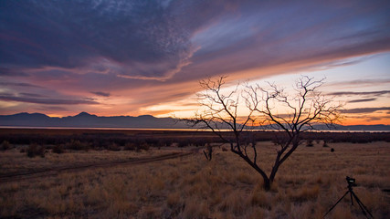 Fototapeta premium Sunset looking past camera taking picture of single tree