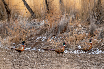 Pheasant Roosters in lined up in field following each other