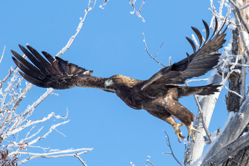 Golden Eagle taking flight from tree