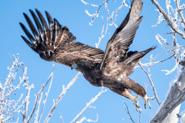 Golden Eagle  flying out of tree in winter