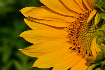 yellow flower in the garden